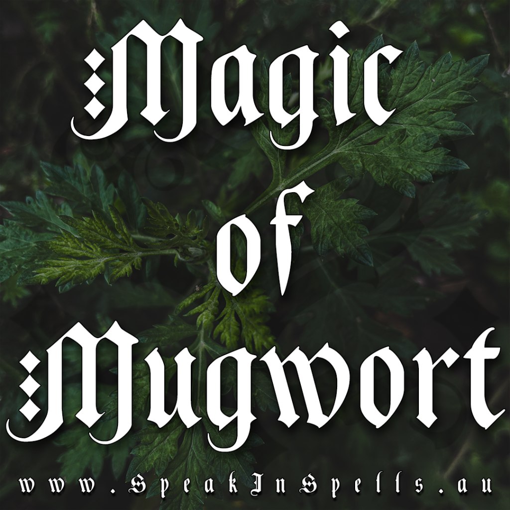 magic of mugwort, australian witchcraft blog, australian witchcraft store, witchcraft shop australia, mugwort magic, magical properties of mugwort